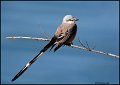 _0SB0011 scissor-tailed flycatcher